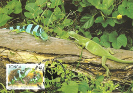 1990 - TONGA - Nuku'Alofa - Banded Iguana - Brachylophus Fasciatus Ou Iguane Des Fidji  WWF - Tonga