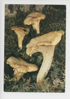 Girole Ou Chanterelle, Cantharellus Cibarius Cantharellacéeschampignon Comestible (cp Vierge Collection Du Club) - Mushrooms