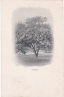 Arbres : ORANGER : Précurseur - 1901 - - Arbres