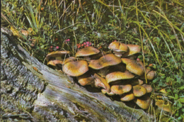 86543- MUSHROOMS - Paddestoelen