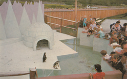 Edmonton Alberta - Storyland Valley - Penguin's Igloo Zoo Animals Children - Unused - VG Condition - 2 Scans - Edmonton