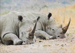 WWF - Das Breitmaulnashorn - Neushoorn