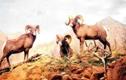 [DC12128] CPA - UNITED STATES - WYOMING - ROCKY MOUNTAIN BIG HORN SHEEP - PERFETTA - Viaggiata 1955 - Sheridan