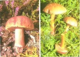 Mushrooms, Suillus Piperatus And Boletus Pinicola, 1976 - Paddestoelen