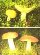 Mushrooms, Russula Flava And Russula Decoloranis, 1976 - Paddestoelen