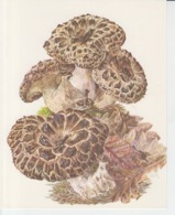 Forests Flora - Collection Silva 90/93 Drawing Printed Album Page 180/145 Mm - Hydnum Imbricatum L. - Paddestoelen