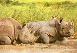 Rhinocéros (Kenya) - Neushoorn