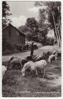 St. Geertruid - Schaapskudde Aan De Beukel - (Holland) - Margraten