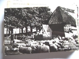 Nederland Holland Pays Bas Ede Met Herder En Schapen Bij Kooi - Ede