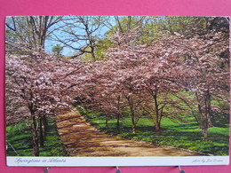 Visuel Très Peu Courant - Etats Unis - Spring Time In Atlanta - Dogwwod Trees - Recto Verso - Atlanta