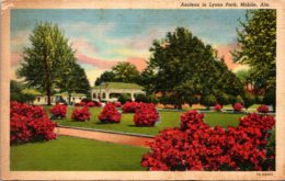 Alabama Mobile Azaleas In Lyons Park 1957 Curteich - Mobile