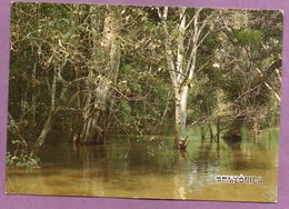 Brasil - Manaus - Selva Amazônica -  Paisagem Tipica - Manaus