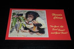 14444-        FLORIDA CHIMP, THE GOOD LIFE, SUN!, SAND! AND GOOD FOOD? / HUMOR / COMIC - Tampa