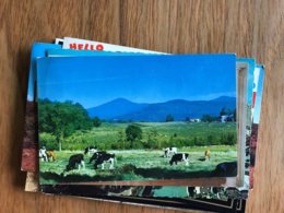 Vermont - Rutland - Pico Peak - Cow Koe Cows Koeien Vache 1963 - Rutland