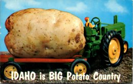 Idaho Is Big Potato Country Exageration Farmer With Large Potato 1959 - Autres & Non Classés