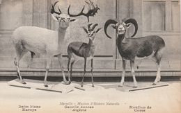 13/ Marseille - Muséum D'Histoire Naturelle -Daim Gazelles  Mouflon - - Musea