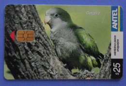 Uruguay Bird Cotorra Myopsitta Monachus Monaco Monk Parrot Oiseau Vogel Parrots Antel - Perroquets