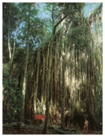 (A 70 Australia - QLLD - Atherthon Tableland Curtain Fig Tree - Mackay / Whitsundays