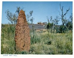 (A 11) Australia - NT - Near Tennant Creek - Giant Ant Hill - Ohne Zuordnung
