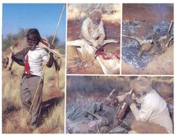 (A 16) Australia - Traditional Kangaroo Hunting & Cooking - Aborigines