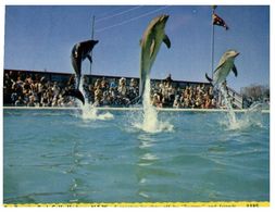 (A 27) Australia - NSW - Coff Harbour Pet Porpoise / Dolphin - Coffs Harbour