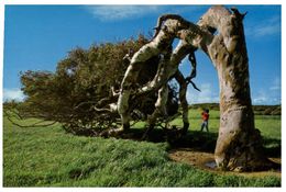 (A 28) Australia - WA - Windswept Tree - Geraldton