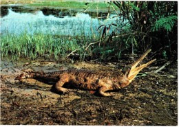 Johnstone River Freshwater Crocodile, Katherine, Northern Territory - Unused - Katherine