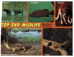 (B 18) Australia - NT - Top End Wildlife (crocodile Etc) - Darwin