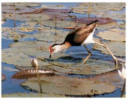 (B 18) Australia - NT - Lotus Bird - Kakadu