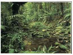 (C 5) Australia - QLD - Rainforest - Far North Queensland