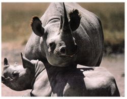 (C 33) WWF - Rhinoceros - Neushoorn