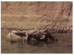 (D 1) Australia - NT - Katherine Gorge Crocodile - Katherine