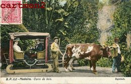 MADEIRA CARRO DE BOIS ATTELAGE TRAINEAU BOEUF MADEIRE PORTUGAL - Madeira