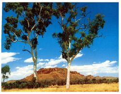 (D 23) Australia - NT -  Twins Gums Tree - Sin Clasificación