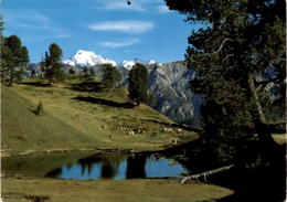 Val Müstair - Arvenwald Von Juata Mit Blick Auf Ortlergruppe (2183) - Val Müstair