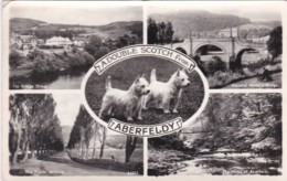 ABERFELDY MULTI VIEW - Angus