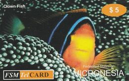 Micronesia, FM-FSM-TEL-0019, Clown Fish, 2 Scans.    FSM TelCARD - 05th Edition - Micronesia