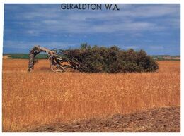 (H 6) Australia - WA - Geraldton Wind Swept Tree - Geraldton