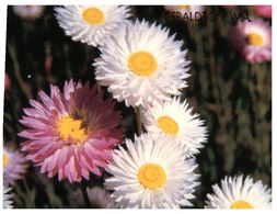 (H 6) Australia - WA - Geraldton Everlasting Flowers - Geraldton
