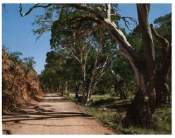 (H 10) Australia - SA - Flinders Range (with Stamp) Gum Trees - Flinders Ranges