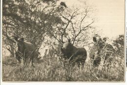 CPSM Th. Animaux ,White Rhinoceroses In The  Umfolosi Reserve , Zululand , Ed. Lierbert Lang - Neushoorn