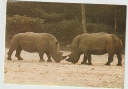 Animaux :  Rhinocéros , Parc  Zoologique  De  Thoiry  En  Yvelines - Neushoorn