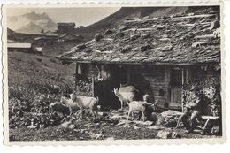 25639 - Chèvres Et Chalets Avec Paysans Cachet Les Monts De Corsier à Situer - Corsier-sur-Vevey
