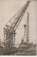 76 - LE GRAND QUEVILLY - Grues En Bords De Seine (carte Photo) - Le Grand-quevilly