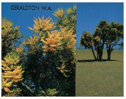 (K 11) Australia - WA - Geraldton Christmas Tree (WFL20) - Geraldton