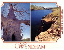 (K 20A ) Australia - WA - Wyndham (with Stamp)  Boab Tree - Autres & Non Classés