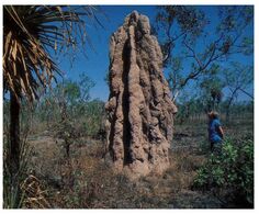 (L 3) Australia - NT - Giant Ant Hill (TBCPC39) - Kakadu
