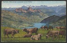 RIGI KULM View Of The Lauerzersee And The Muthen Vaches Cows Old Postcard (see Sales Conditions) 02590 - Lauerz