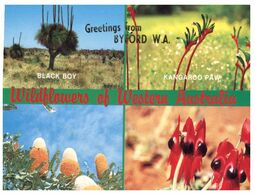 (M 13) Australia - WA - Wild Flowers (with Stamp) - Altri & Non Classificati