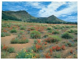 (N 20 A) Australia - SA - Flinders Range (FR36) - Flinders Ranges